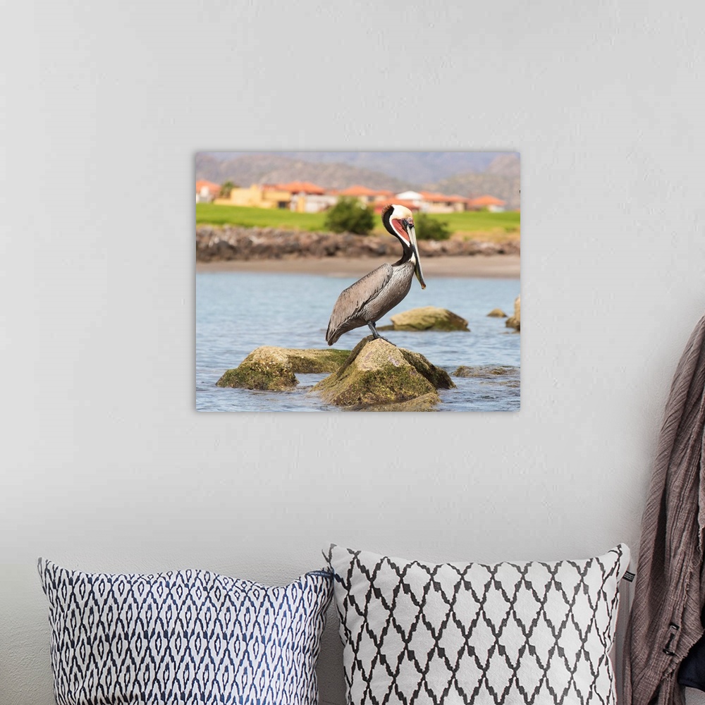 A bohemian room featuring Mexico, Baja California Sur, Sea of Cortez, Loreto Bay. Brown Pelican breeding plumage perches on...