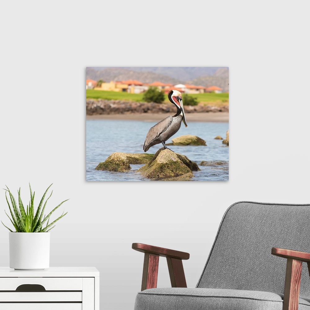 A modern room featuring Mexico, Baja California Sur, Sea of Cortez, Loreto Bay. Brown Pelican breeding plumage perches on...