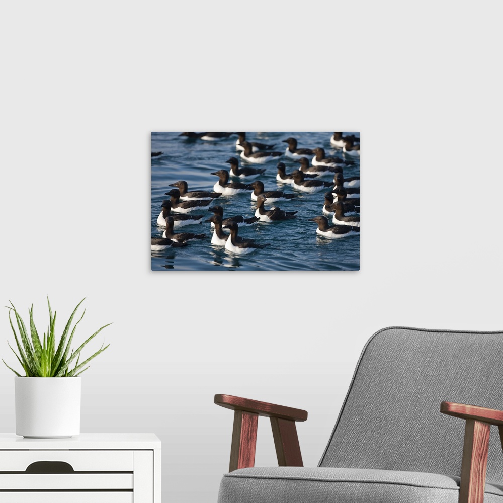 A modern room featuring Norway, Svalbard, Brunnich's Guillemot (Uria lomvia) swimming in vast numbers in sea at Spitsberg...