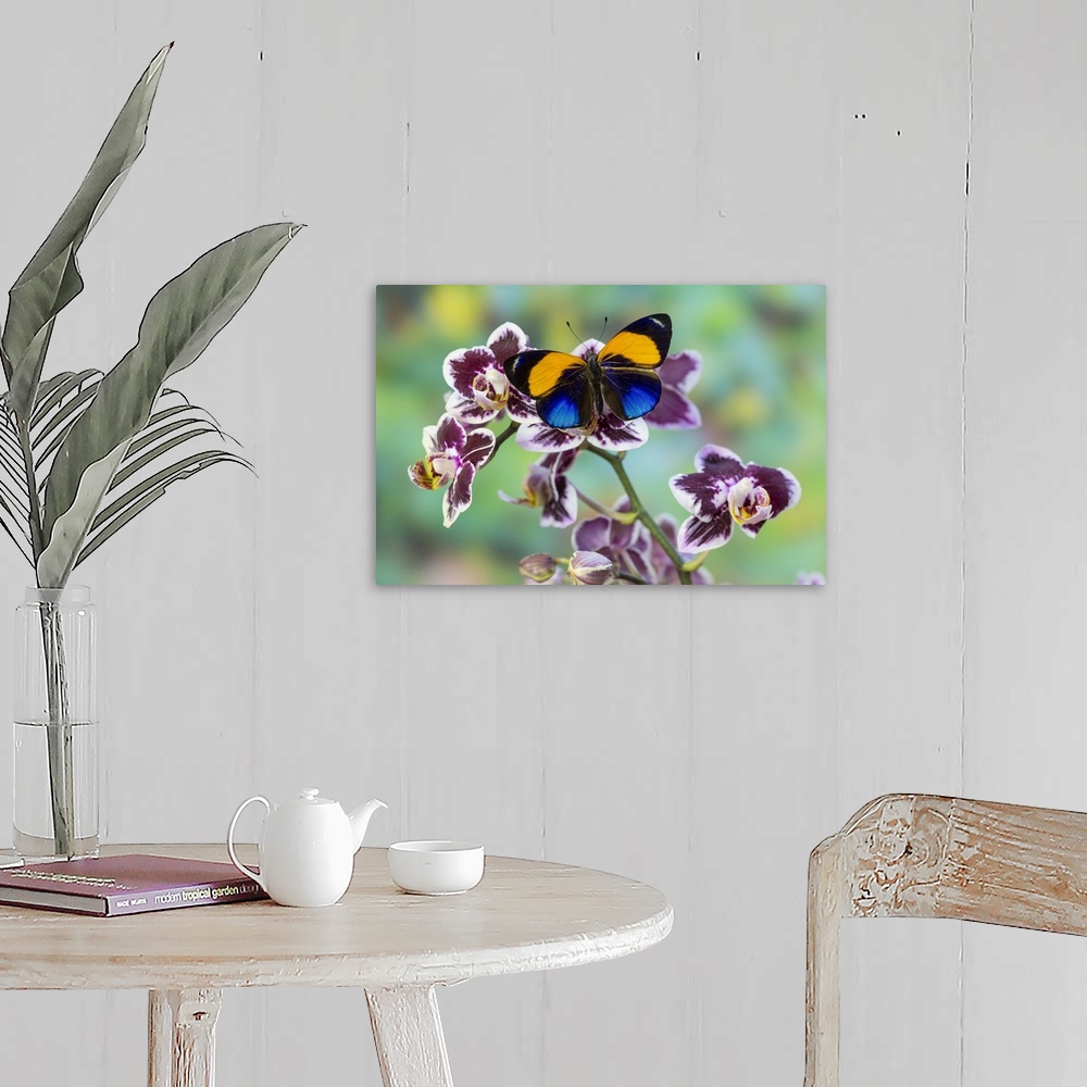 A farmhouse room featuring Brush-footed Butterfly, Callithea davisi, on orchid.