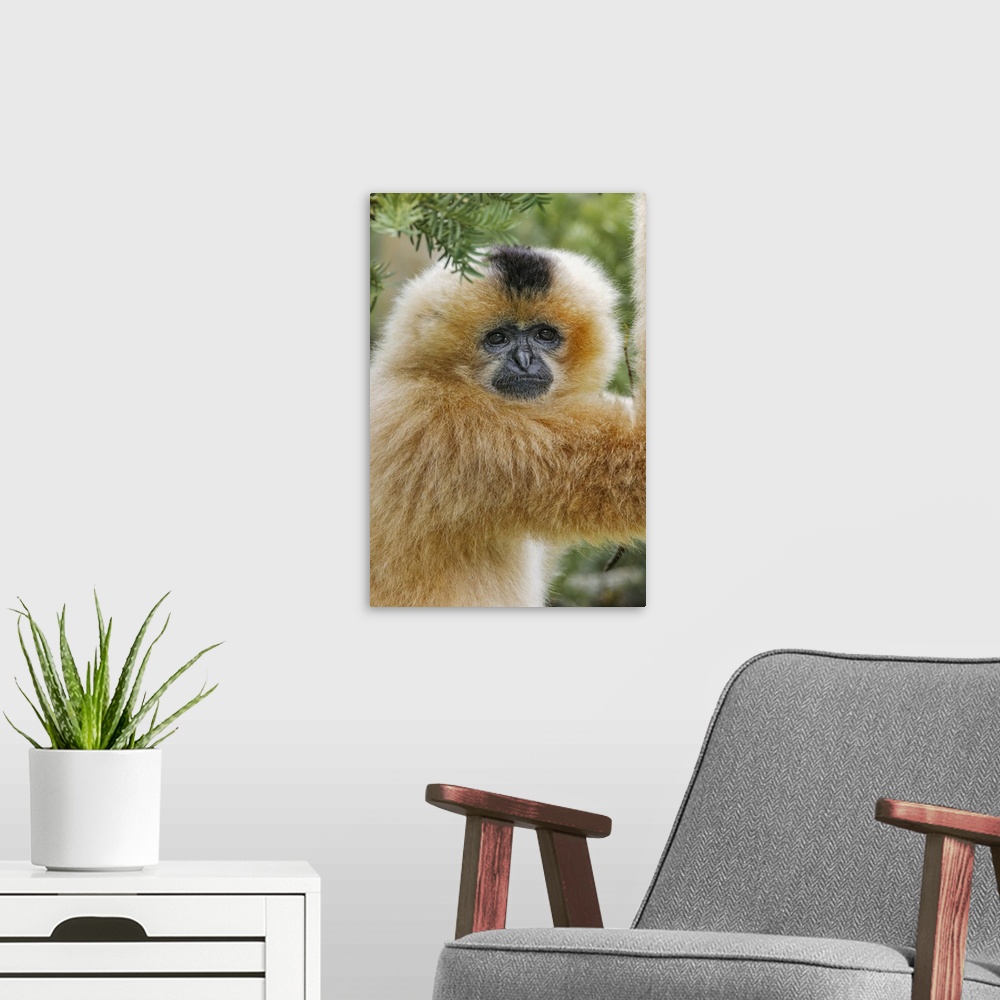 A modern room featuring Buff-cheeked Gibbon, native to Laos, Vietnam, Cambodia. Asia, Vietnam.