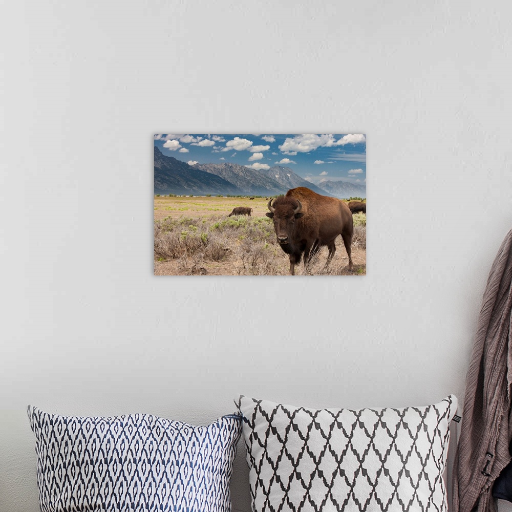 A bohemian room featuring Buffalo. Grand Teton National Park. Wyoming.