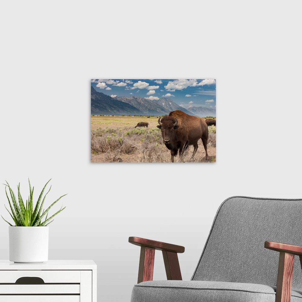 A modern room featuring Buffalo. Grand Teton National Park. Wyoming.