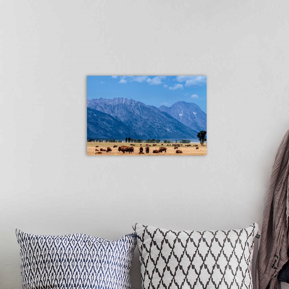 A bohemian room featuring Buffalo Herd with Grand Teton Mountains behind. Grand Teton National Park. Wyoming.