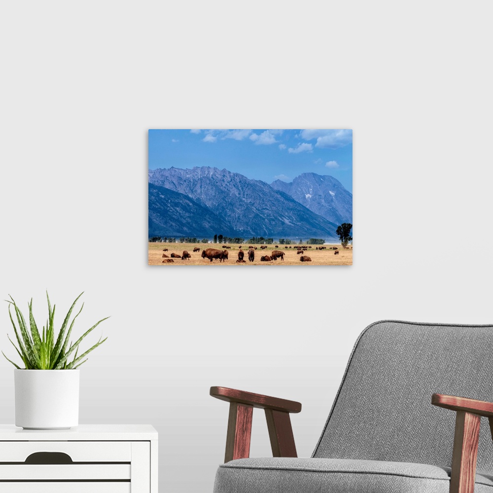 A modern room featuring Buffalo Herd with Grand Teton Mountains behind. Grand Teton National Park. Wyoming.