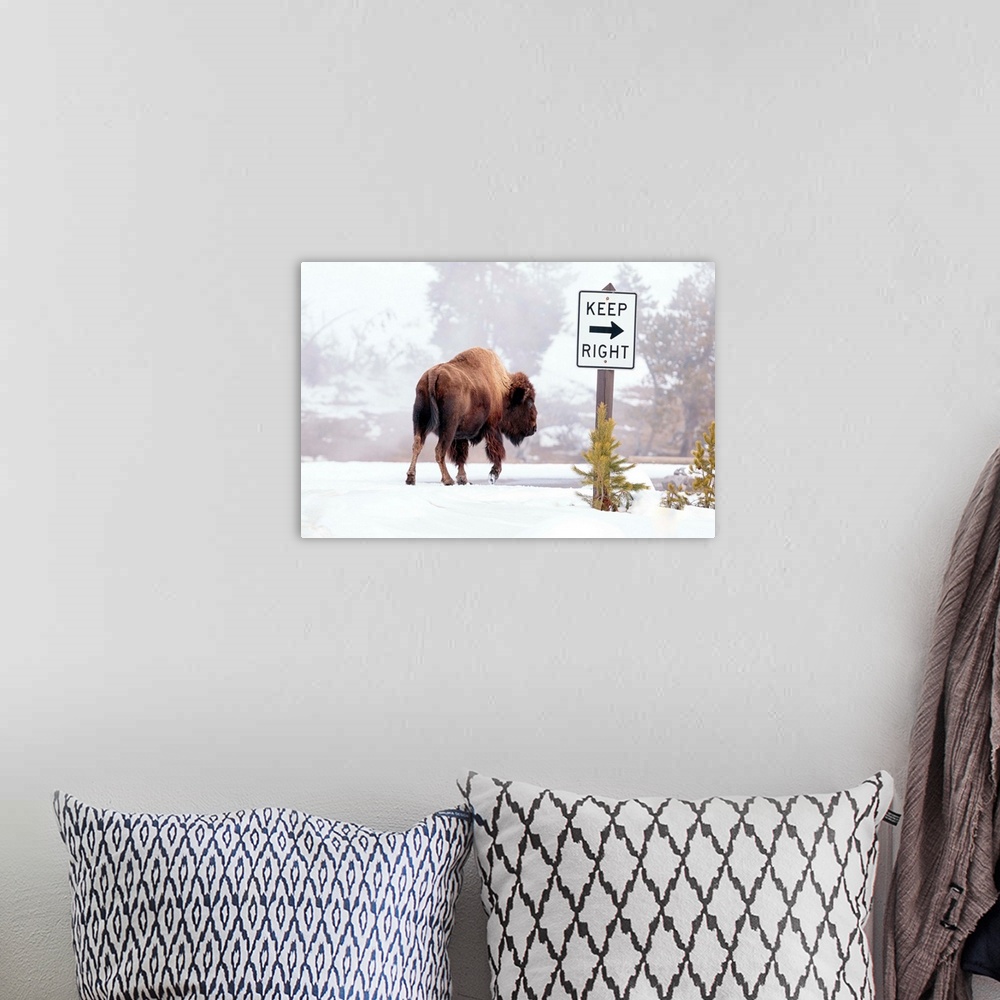 A bohemian room featuring Buffalo looking for Direction. Yellowstone National Park. Wyoming.