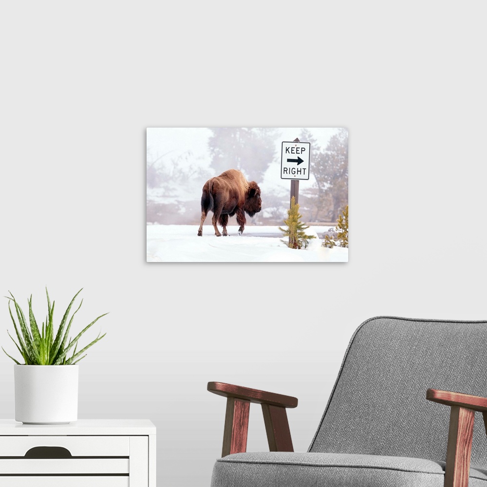 A modern room featuring Buffalo looking for Direction. Yellowstone National Park. Wyoming.