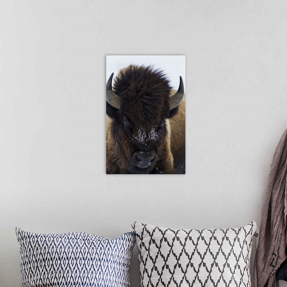 A bohemian room featuring Bull bison.