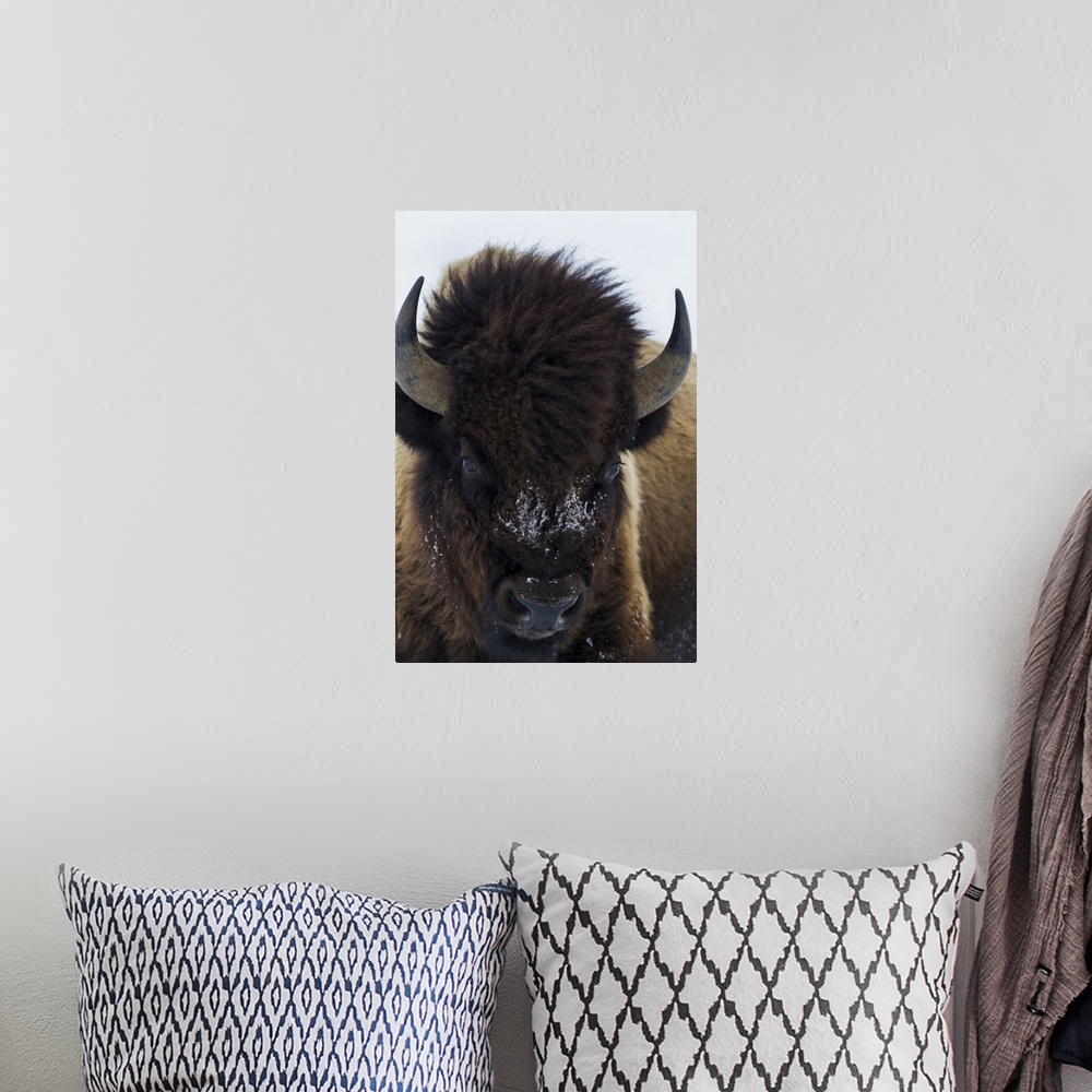 A bohemian room featuring Bull bison.