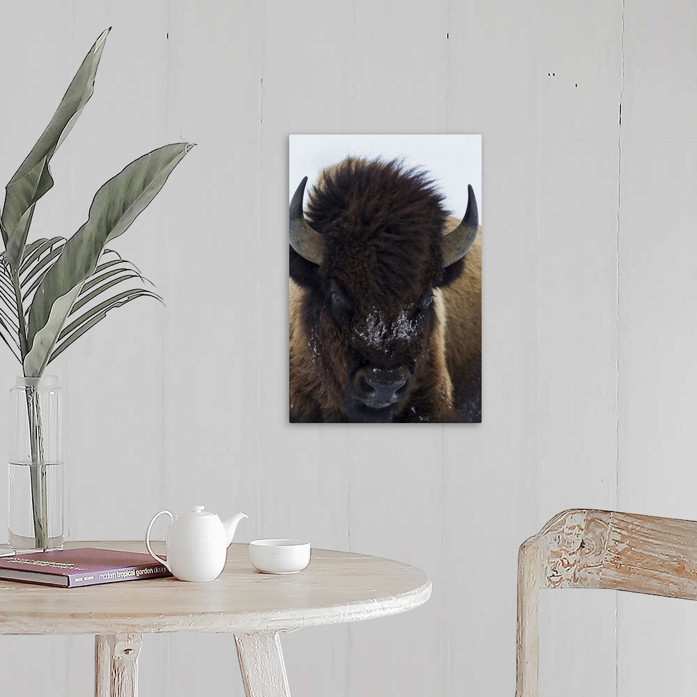 A farmhouse room featuring Bull bison.