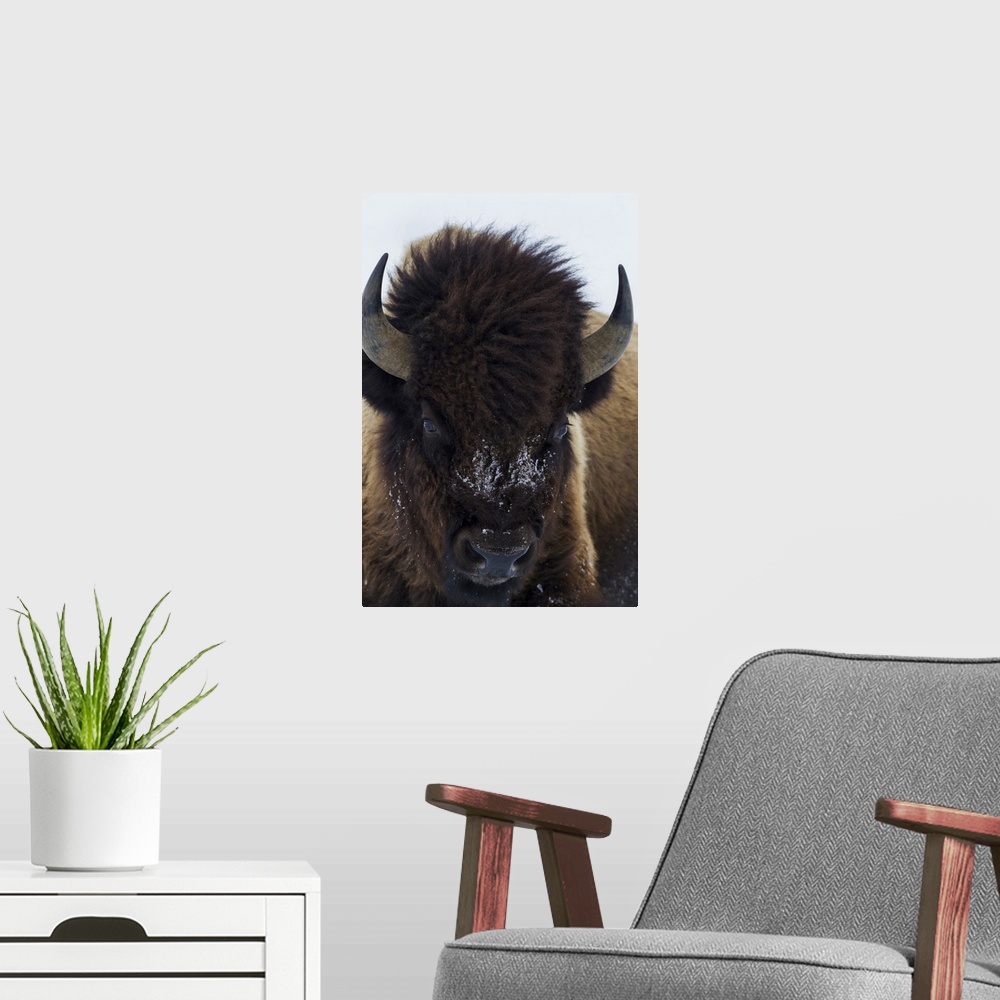 A modern room featuring Bull bison.