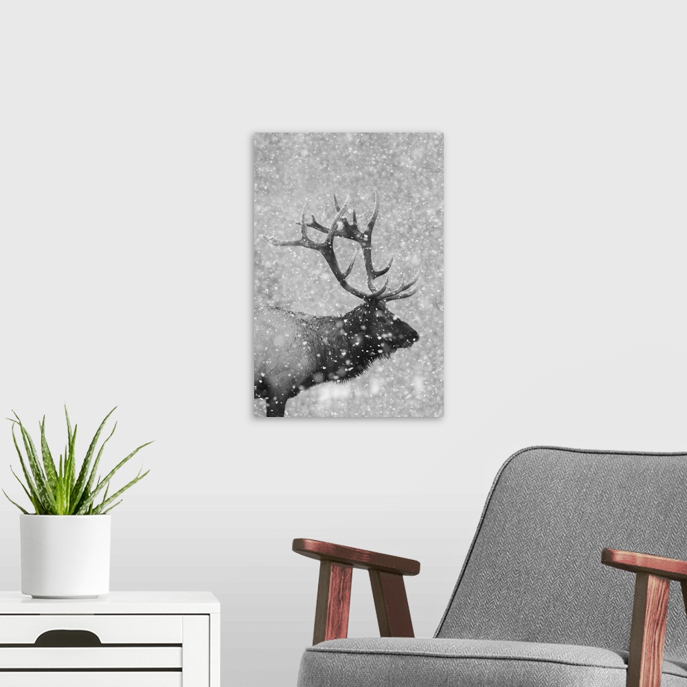 A modern room featuring Bull elk, autumn snow.
