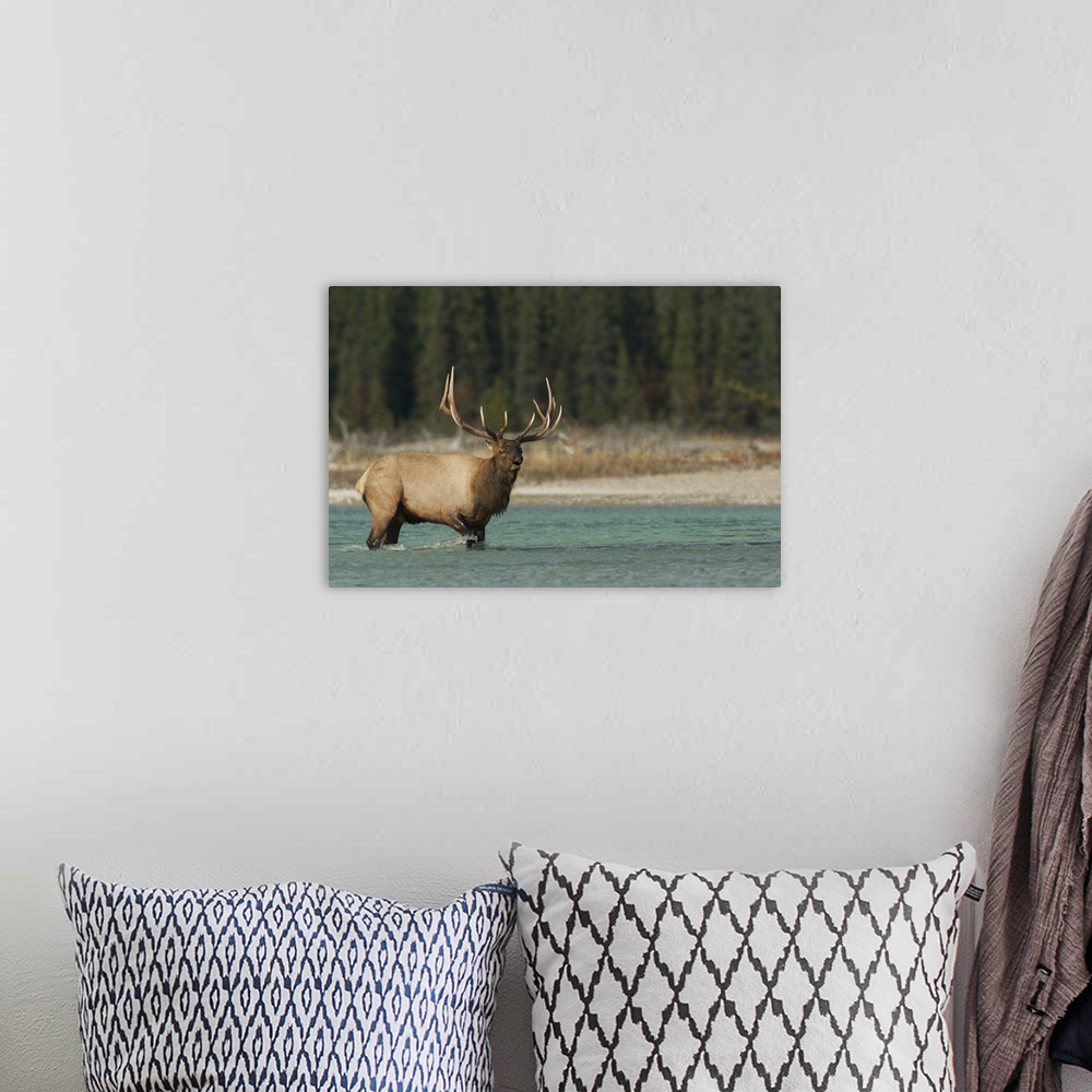 A bohemian room featuring Bull elk bugling. Nature, Fauna.