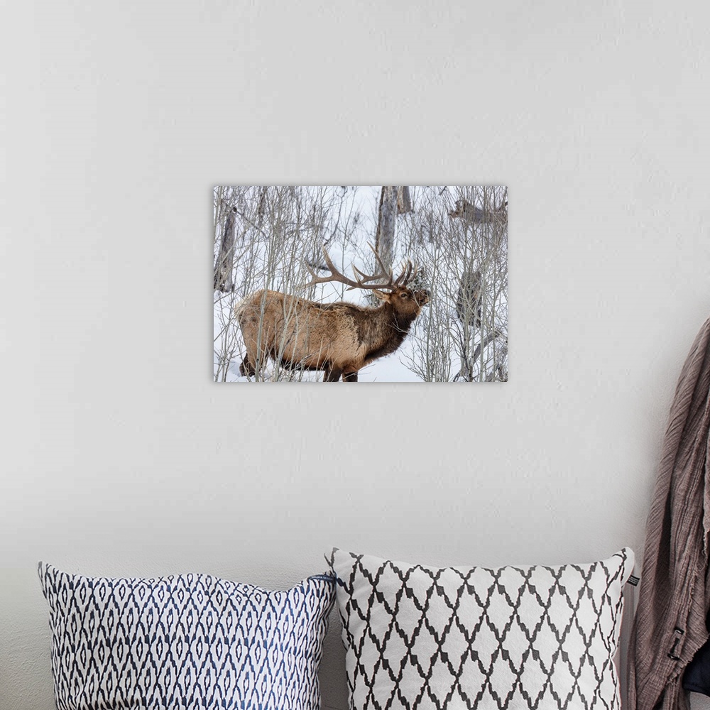 A bohemian room featuring Bull elk feeding on branches during long winter in Yellowstone National Park, Wyoming, USA