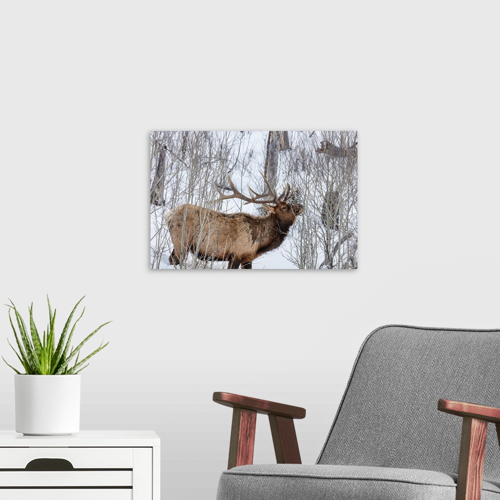 A modern room featuring Bull elk feeding on branches during long winter in Yellowstone National Park, Wyoming, USA