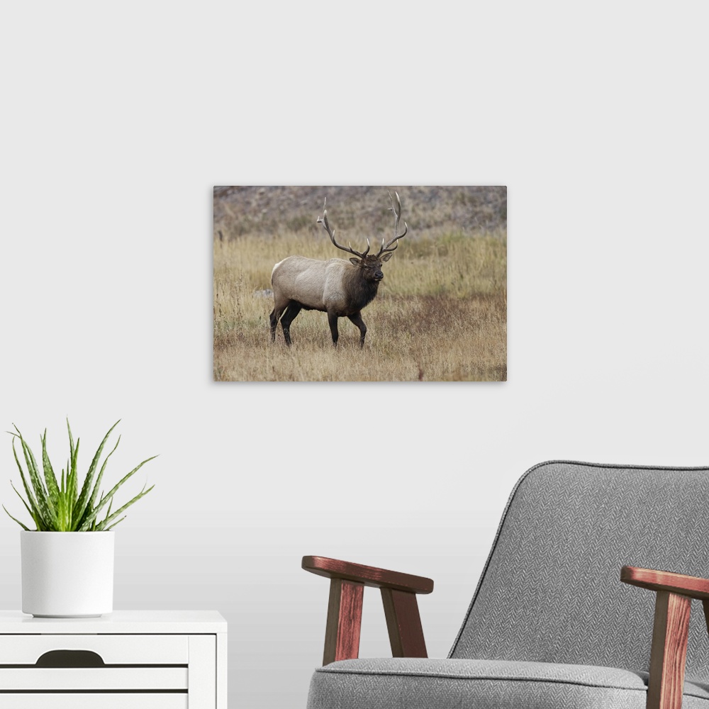 A modern room featuring Bull elk or wapiti in meadow, Yellowstone National Park, Wyoming. United States, Wyoming.