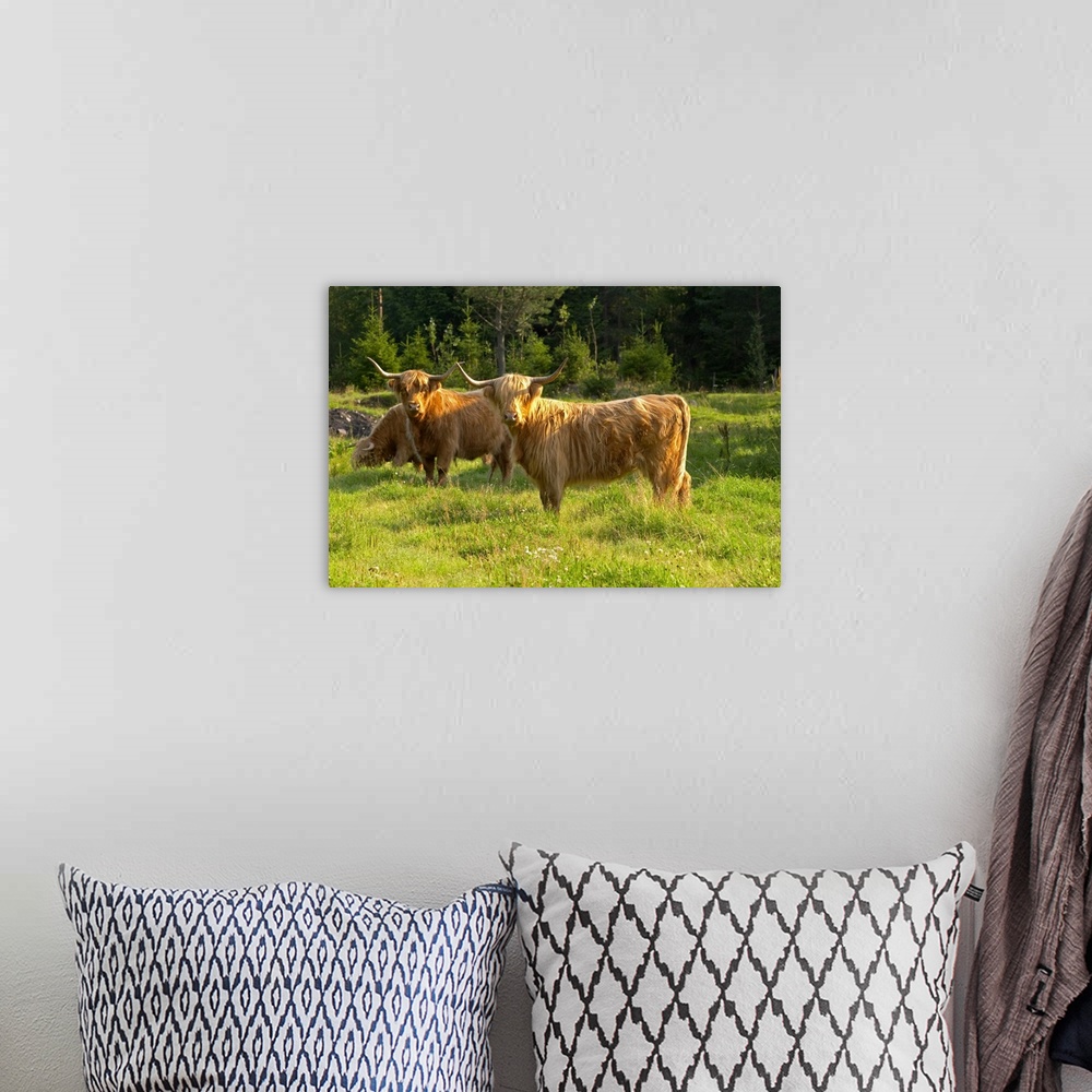 A bohemian room featuring Bull Hairy Highland longhorn cattle. Brown Smaland region. Sweden, Europe.