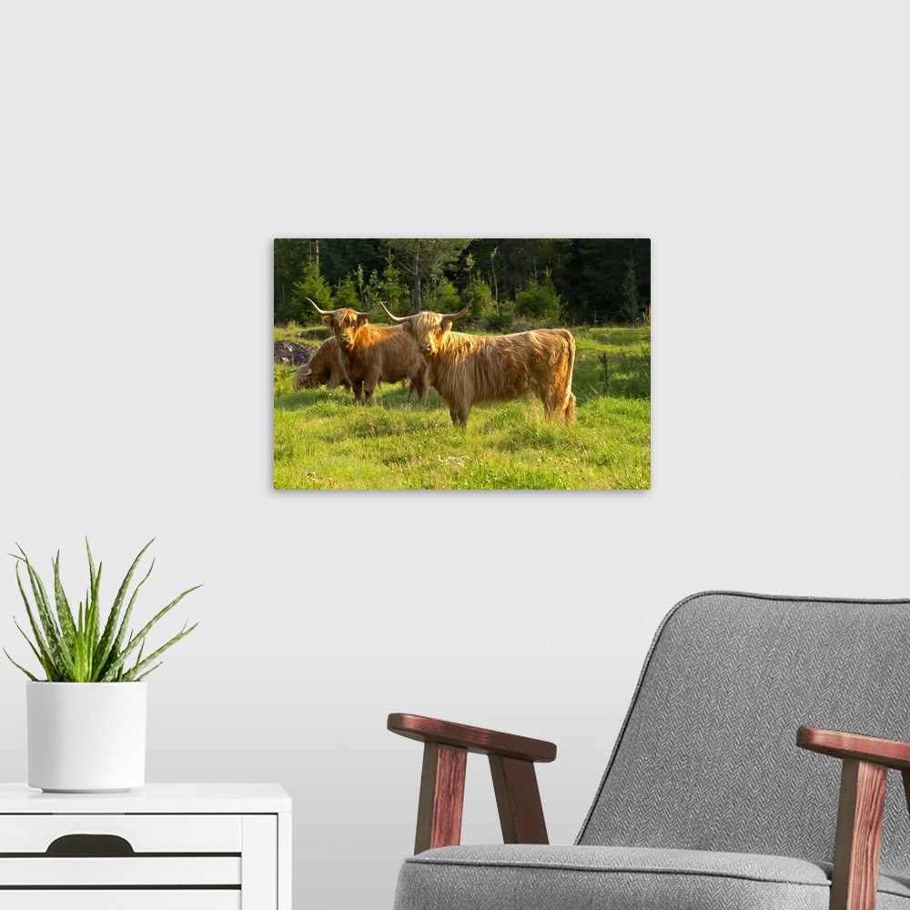 A modern room featuring Bull Hairy Highland longhorn cattle. Brown Smaland region. Sweden, Europe.
