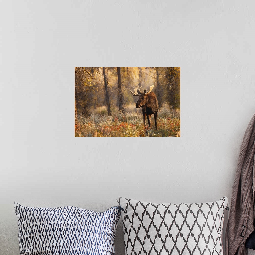 A bohemian room featuring Bull moose in autumn, Grand Teton National Park, Wyoming. United States, Wyoming.