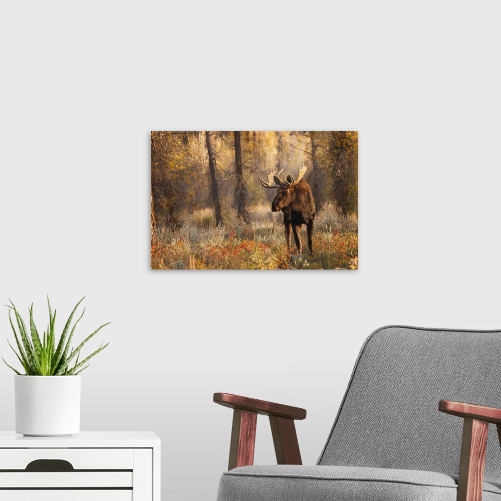 A modern room featuring Bull moose in autumn, Grand Teton National Park, Wyoming. United States, Wyoming.