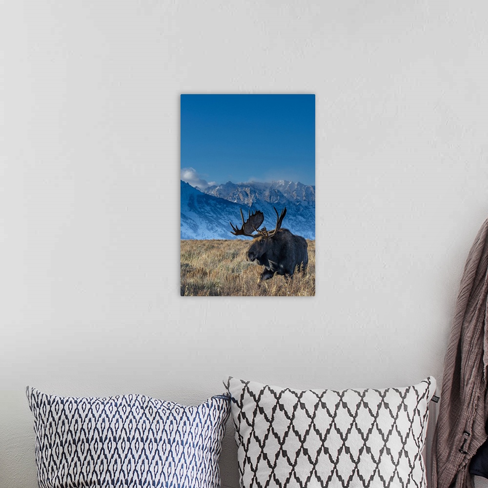 A bohemian room featuring Bull moose portrait with grand Teton national park in background, Wyoming.