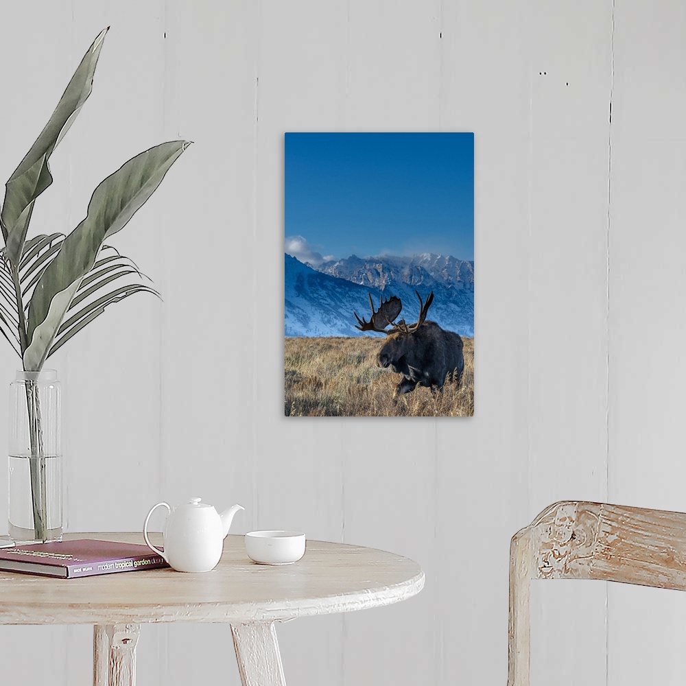 A farmhouse room featuring Bull moose portrait with grand Teton national park in background, Wyoming.