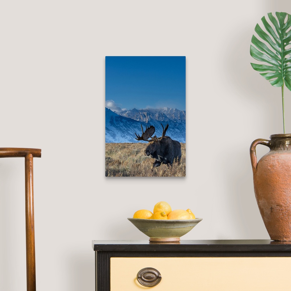 A traditional room featuring Bull moose portrait with grand Teton national park in background, Wyoming.