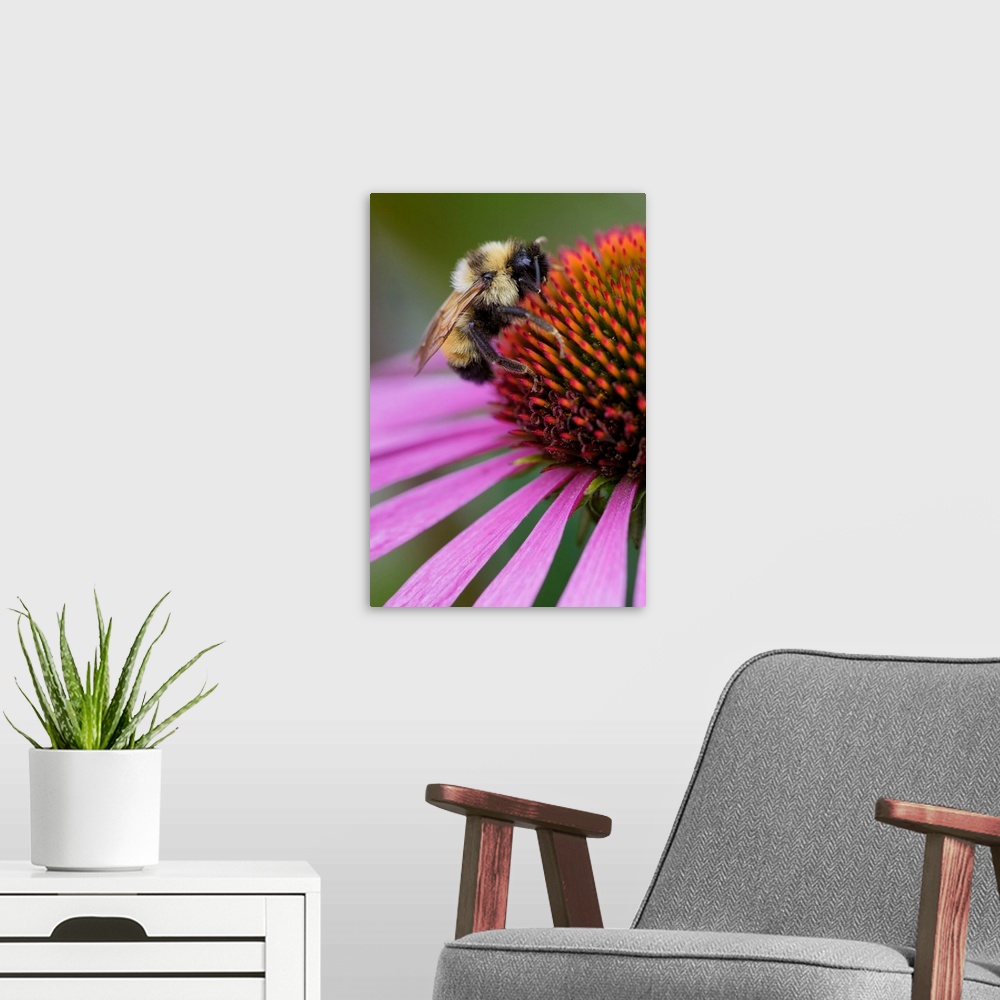 A modern room featuring Bumble bee on aster, New Hampshire, Bombus sp.