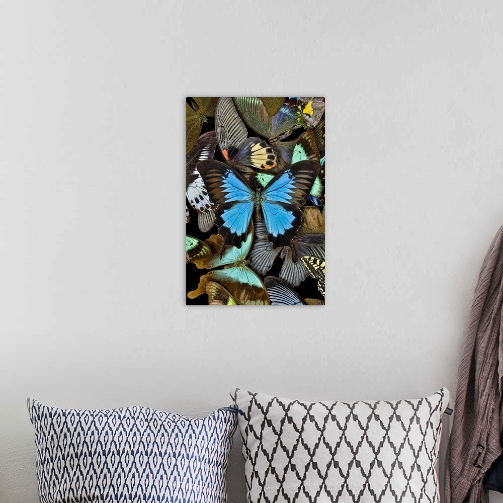 A bohemian room featuring Butterflies grouped together to make pattern with mountain blue swallowtail, Sammamish, Washingto...