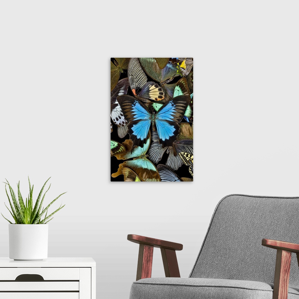 A modern room featuring Butterflies grouped together to make pattern with mountain blue swallowtail, Sammamish, Washingto...