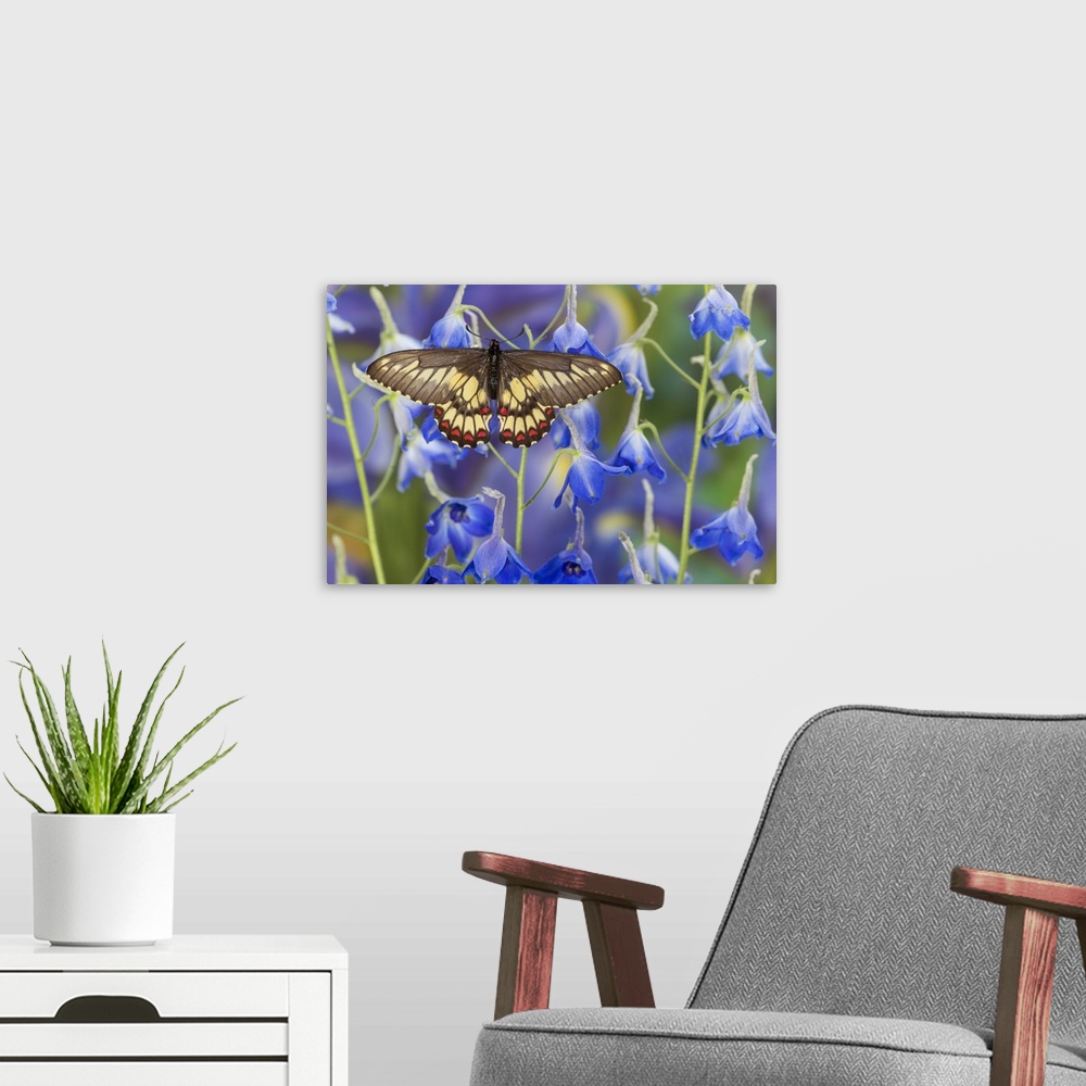 A modern room featuring Butterfly Eurytides corethus in the Papilionidae family.