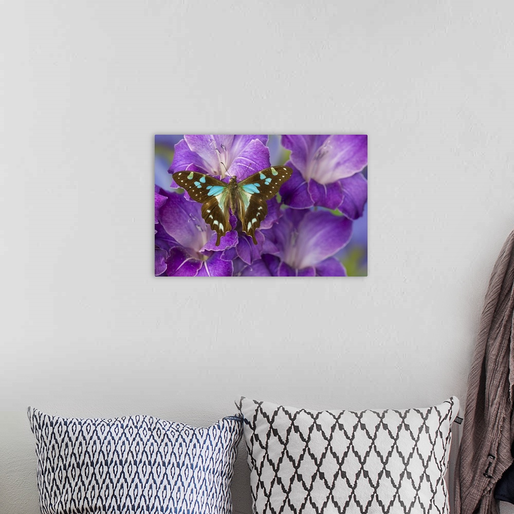 A bohemian room featuring Butterfly Graphium Stresemanni.