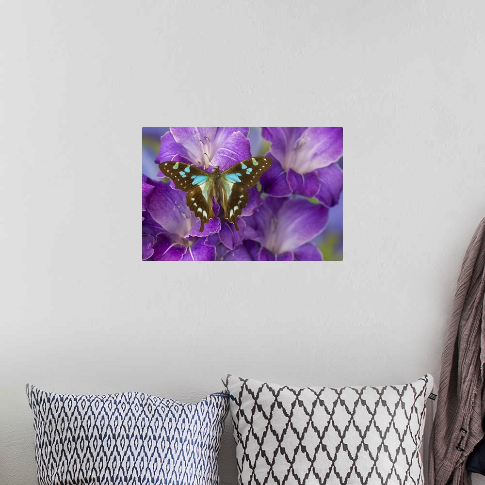 A bohemian room featuring Butterfly Graphium Stresemanni.