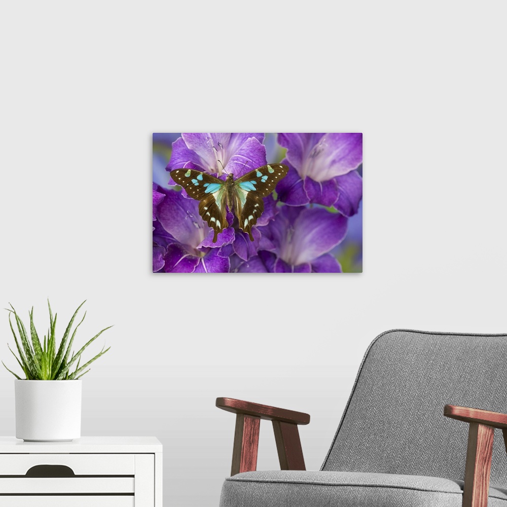 A modern room featuring Butterfly Graphium Stresemanni.