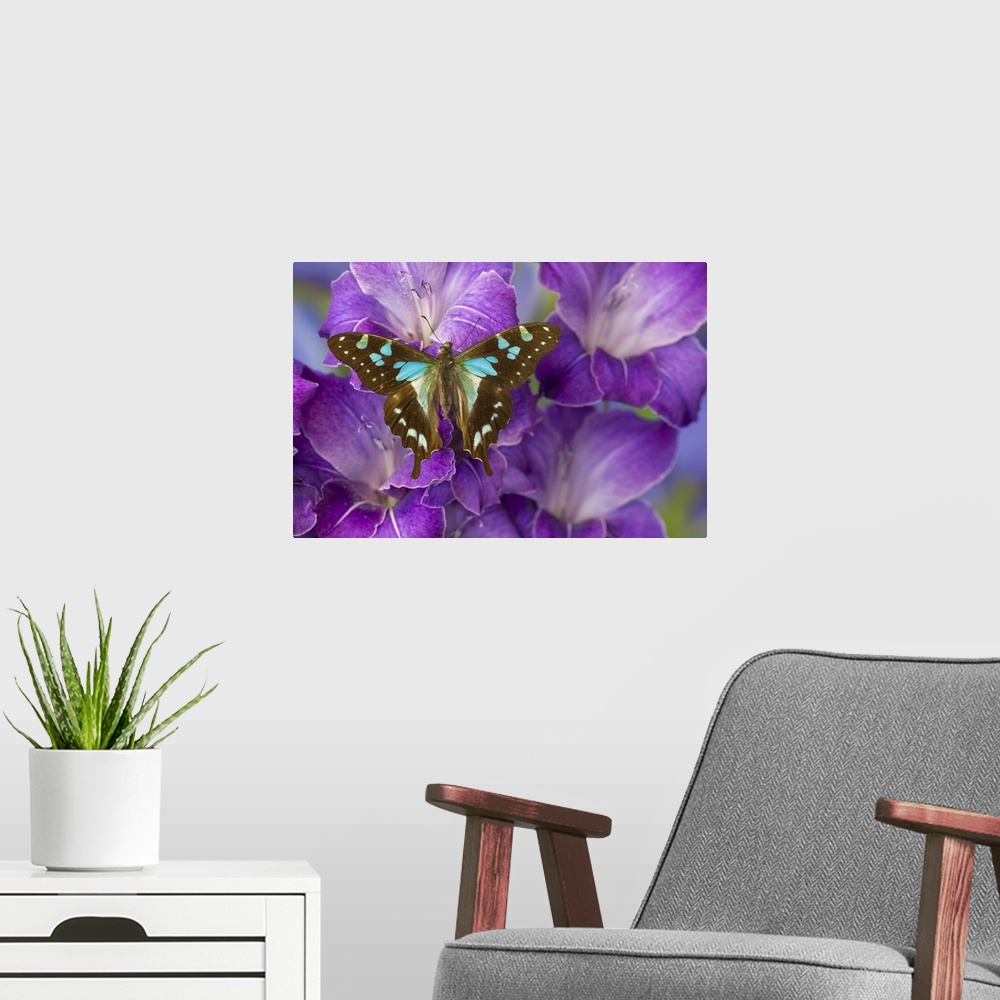 A modern room featuring Butterfly Graphium Stresemanni.