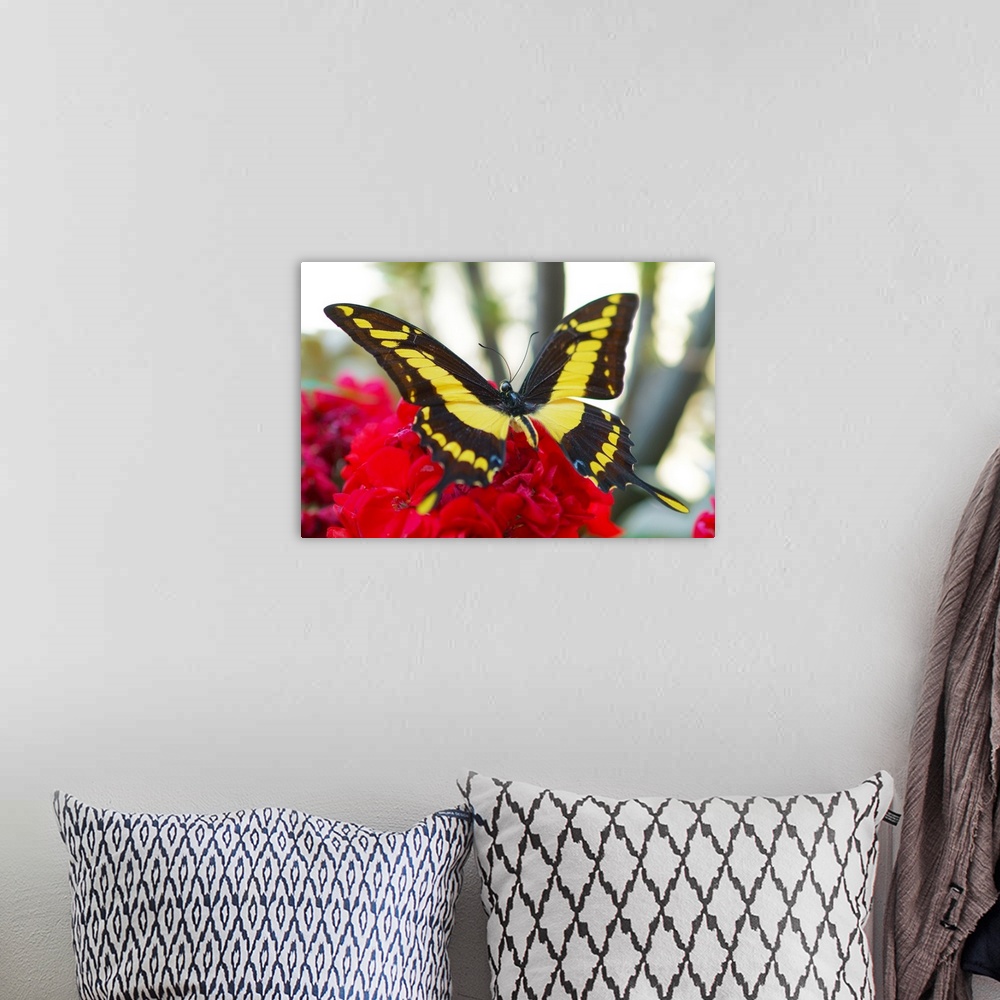 A bohemian room featuring Butterfly on a flower.