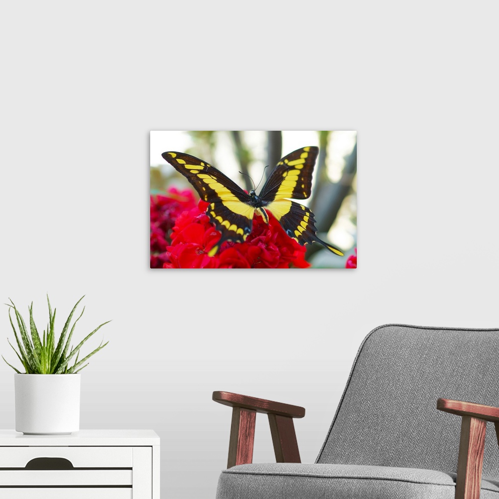 A modern room featuring Butterfly on a flower.