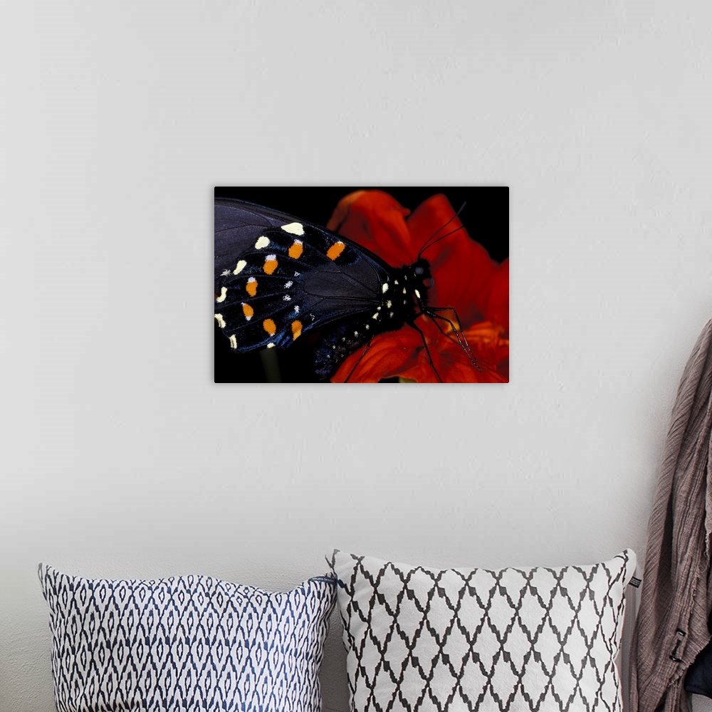 A bohemian room featuring Butterfly on flower