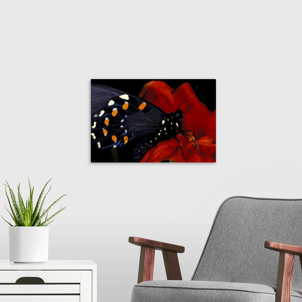 A modern room featuring Butterfly on flower