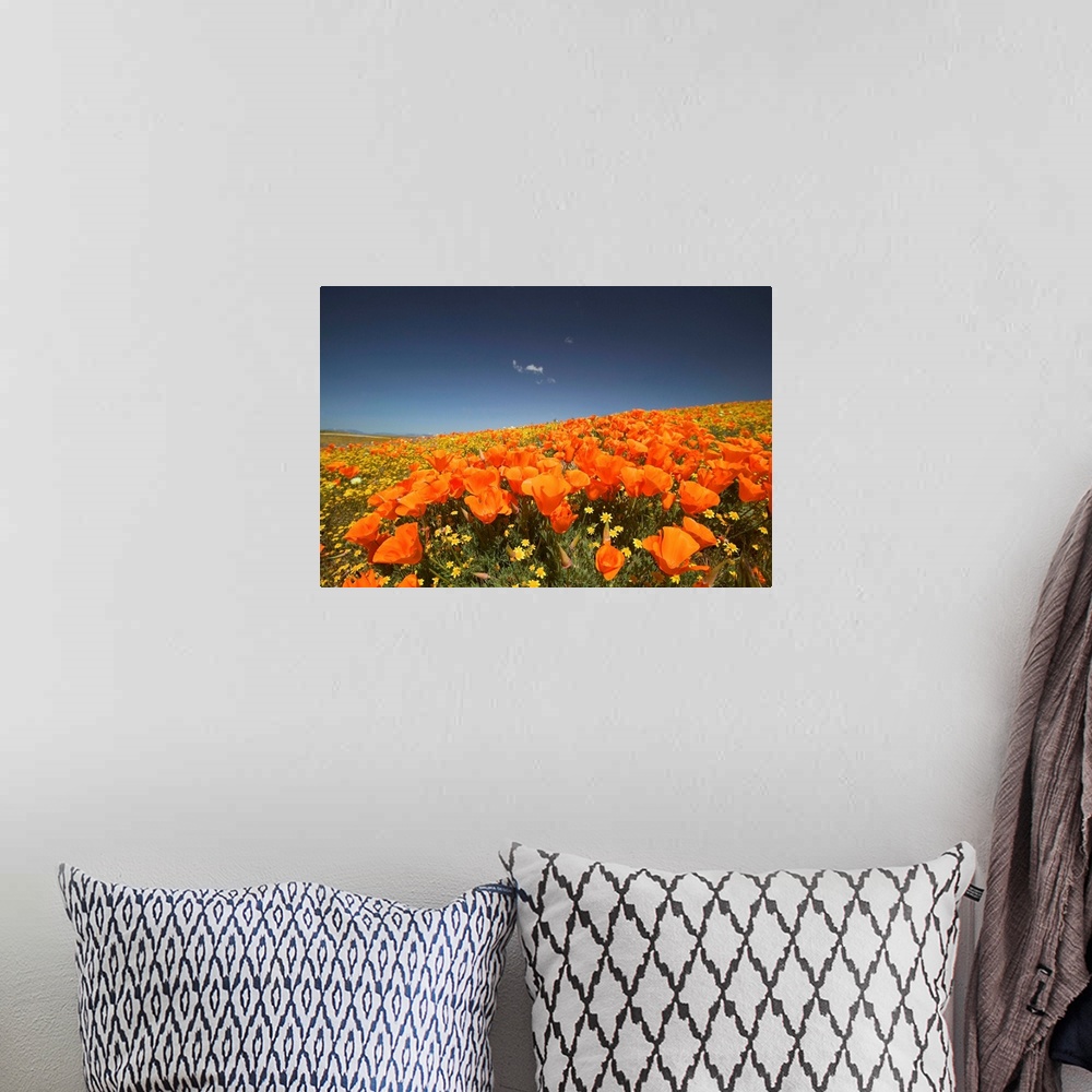 A bohemian room featuring NA, USA, CA, Lancaster, CA Poppies spring bloom