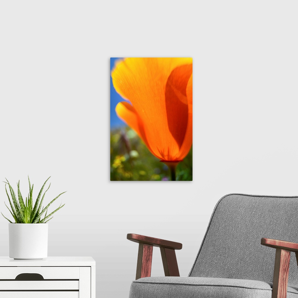A modern room featuring NA, USA, CA, Lancaster, CA Poppies spring bloom