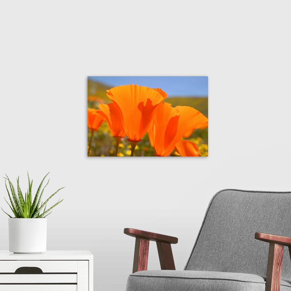 A modern room featuring NA, USA, CA, Lancaster, CA Poppies spring bloom