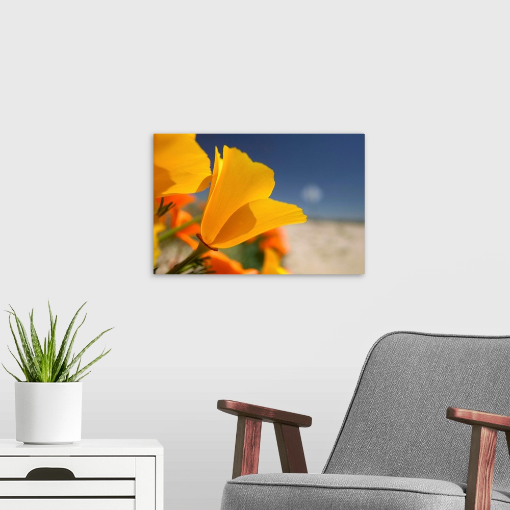 A modern room featuring NA,USA,CA,Lancaster,CA Poppies spring bloom