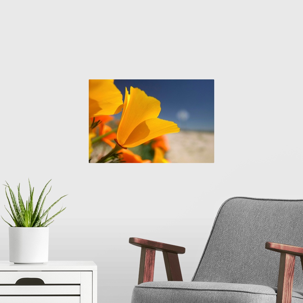A modern room featuring NA,USA,CA,Lancaster,CA Poppies spring bloom
