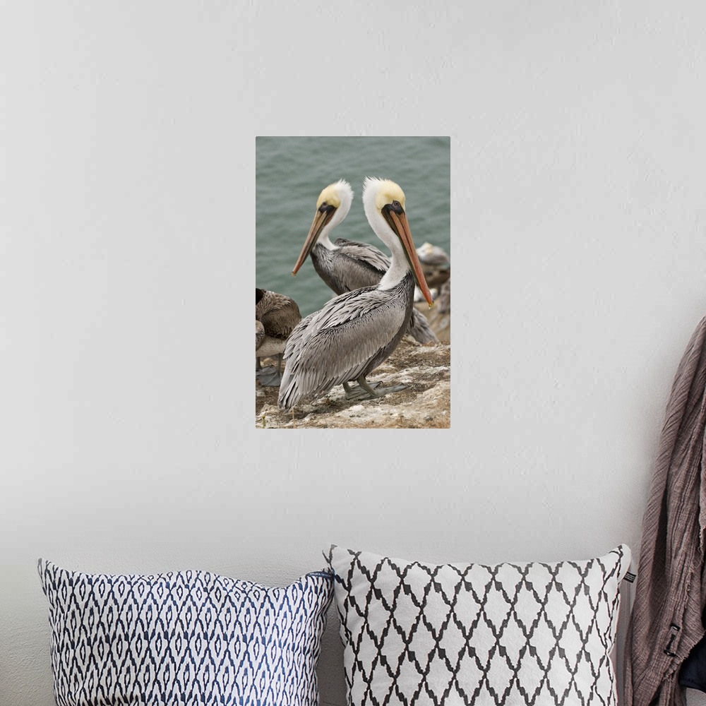 A bohemian room featuring USA, CA, Pismo Beach. Brown Pelicans (Pelicanus occidentalis) on Pelican Point