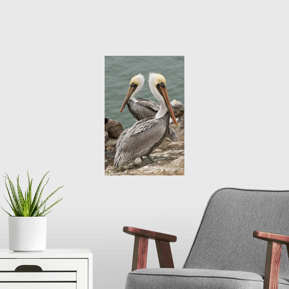 A modern room featuring USA, CA, Pismo Beach. Brown Pelicans (Pelicanus occidentalis) on Pelican Point