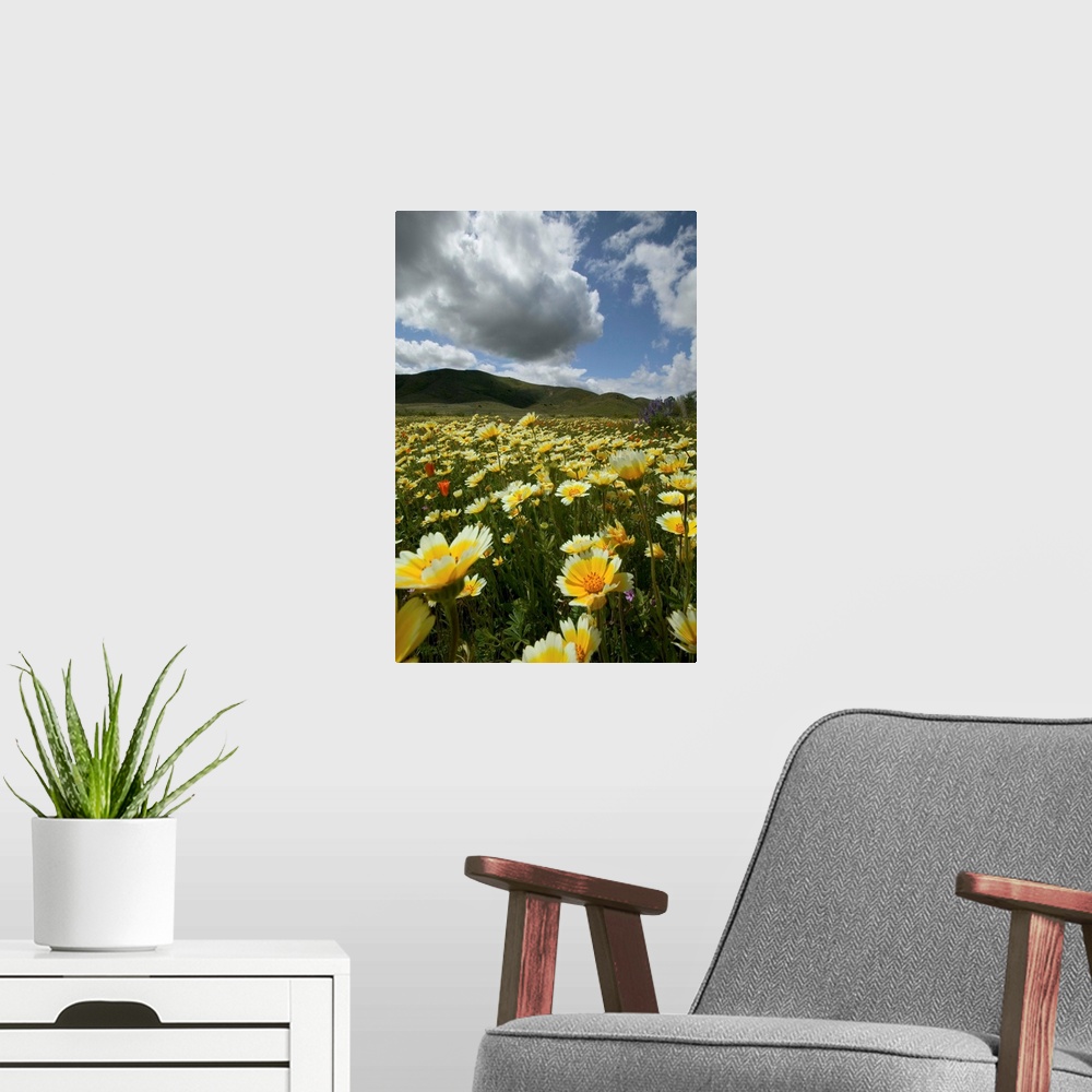 A modern room featuring NA, USA, California; Carrizo Plain. Wild flowers