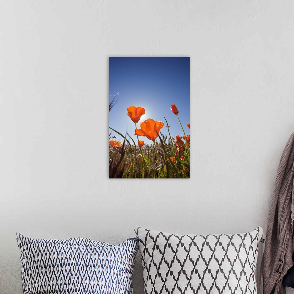 A bohemian room featuring California, Antelope Valley near Lancaster, poppies with sun and blue sky.