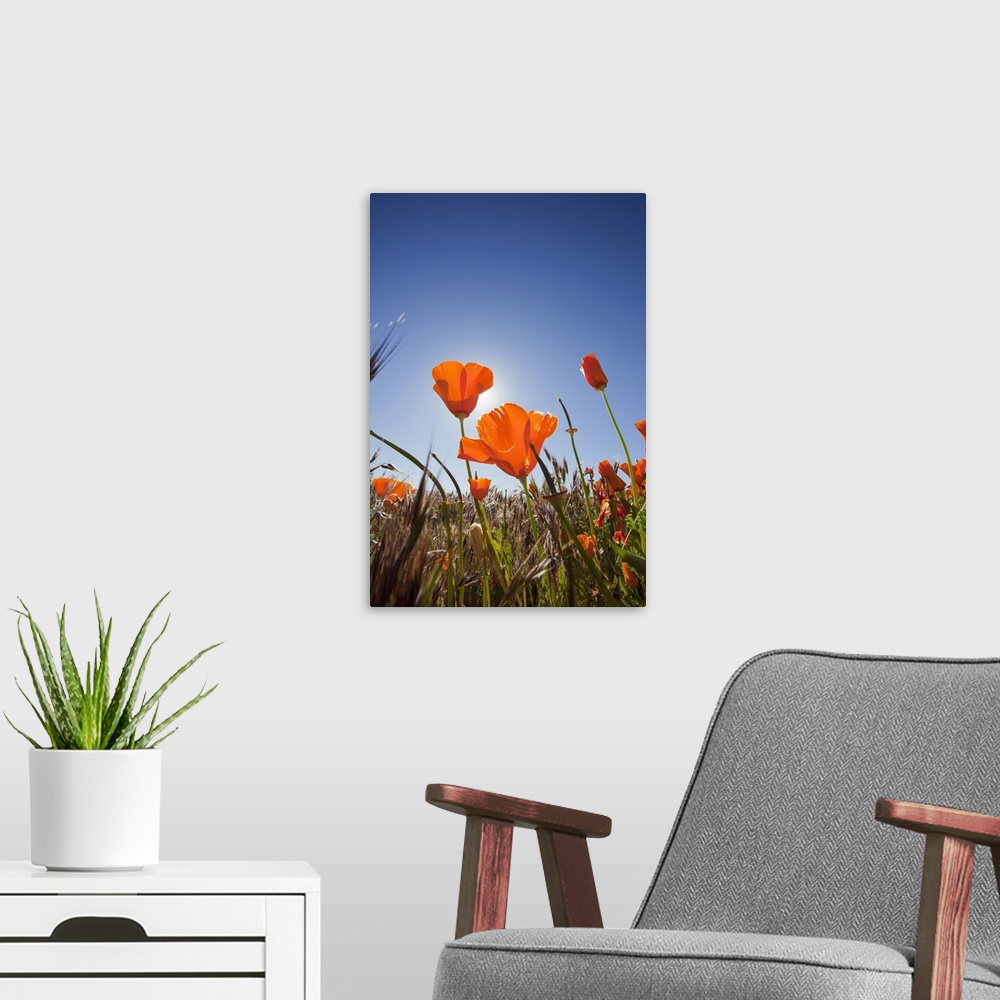 A modern room featuring California, Antelope Valley near Lancaster, poppies with sun and blue sky.