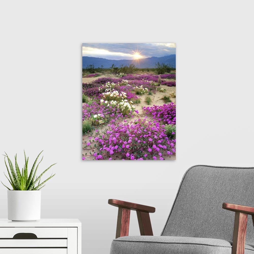 A modern room featuring USA, California, Anza-Borrego Desert State Park. Sand verbena and dune primrose wildflowers at su...